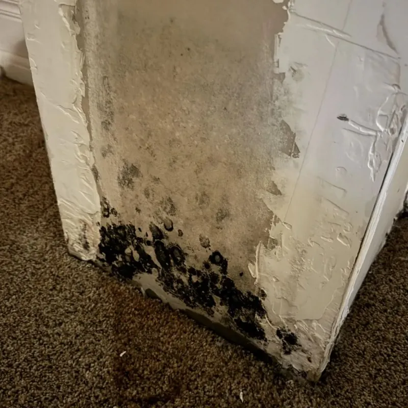 Professional Mold Removal in La Mesa, CA